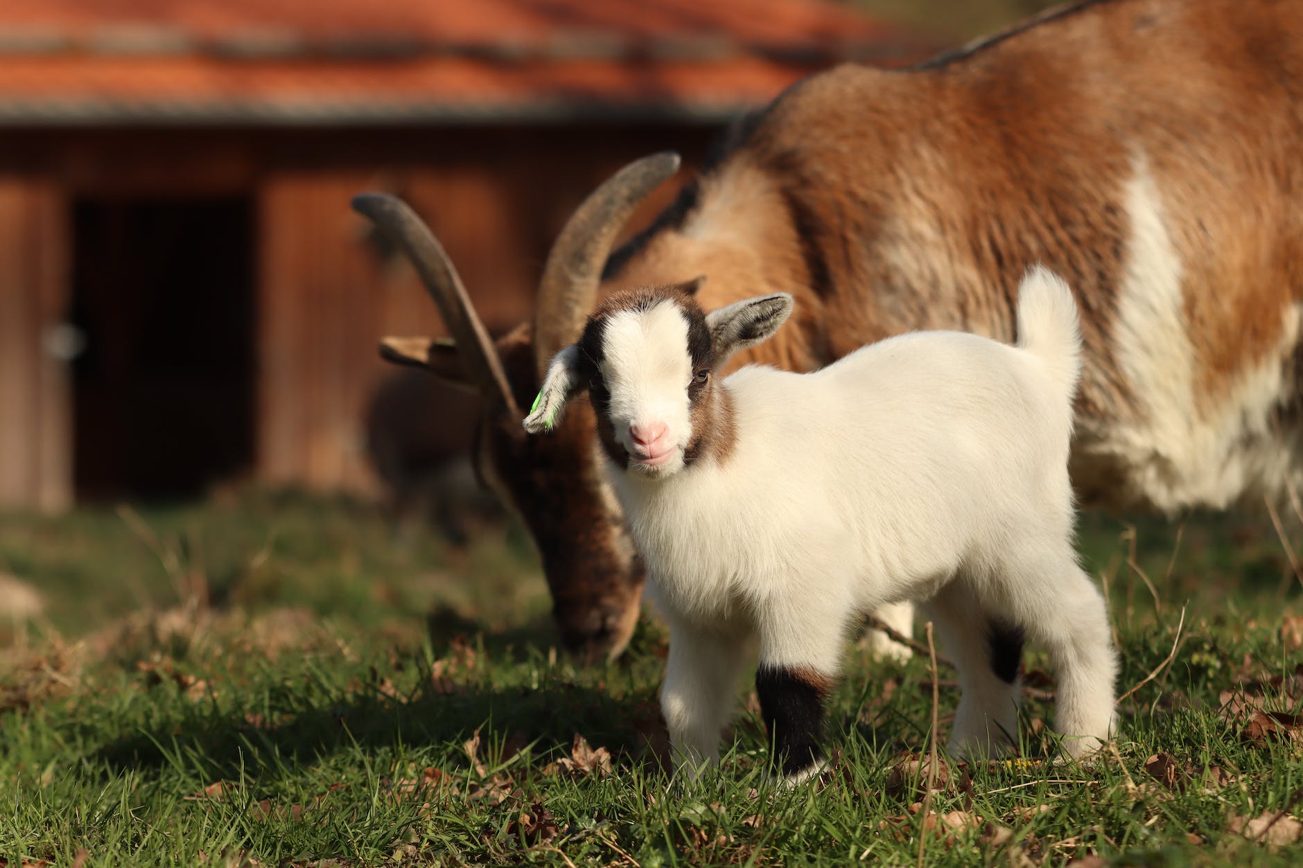 Raising Backyard Goats: A Guide to Suburban Homesteading